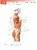 Sobotta  Atlas of Human Anatomy  Trunk, Viscera,Lower Limb Volume2 2006, page 59